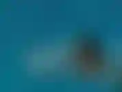 02 - Anjo alina - peitos grandes na piscina.