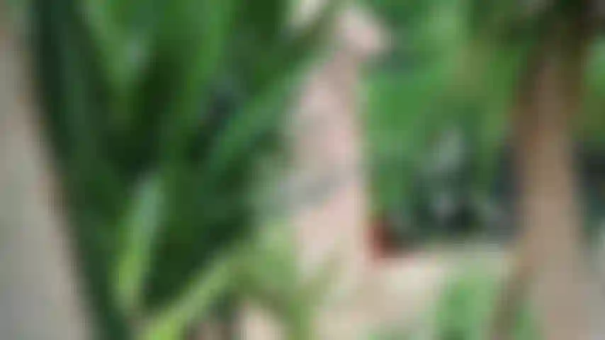 Verão após o bloqueio :).