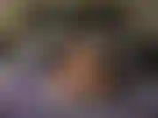 A dona de casa BadGirlHalexxx se fode com vibrador enquanto usa lingerie sexy e salto alto, fica com a bucetinha super suculenta e cremosa, finaliza usando vibrador sugador de clitóris que a faz gozar.