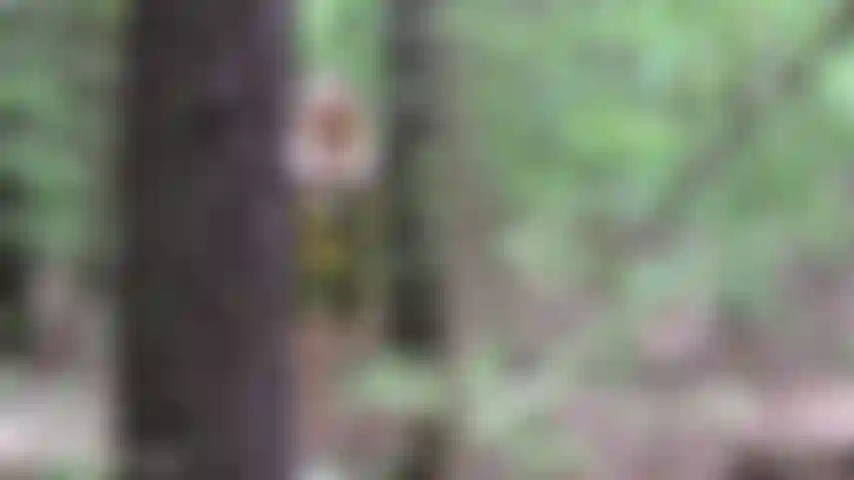 V412 árvore pública chupar e foder creampie.