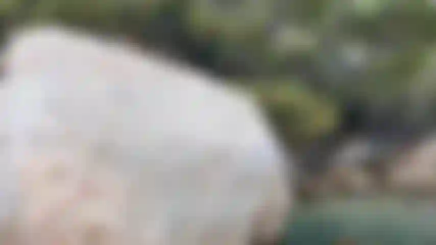 Tudo parece tão apertado nesta boxer branca.