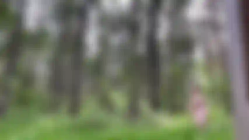 Ficando nua na floresta, esperando que ninguém me pegue = vestido de verão.