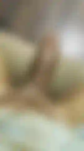 Galo negro trans verbal.