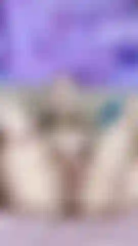 Minha buceta molhada sonha com você).