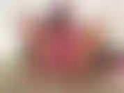 (28) GoldieStar neste conjunto de fotos de apresentação de slides usa sutiã rosa choque e calcinha sem virilha. Brinca de buceta.