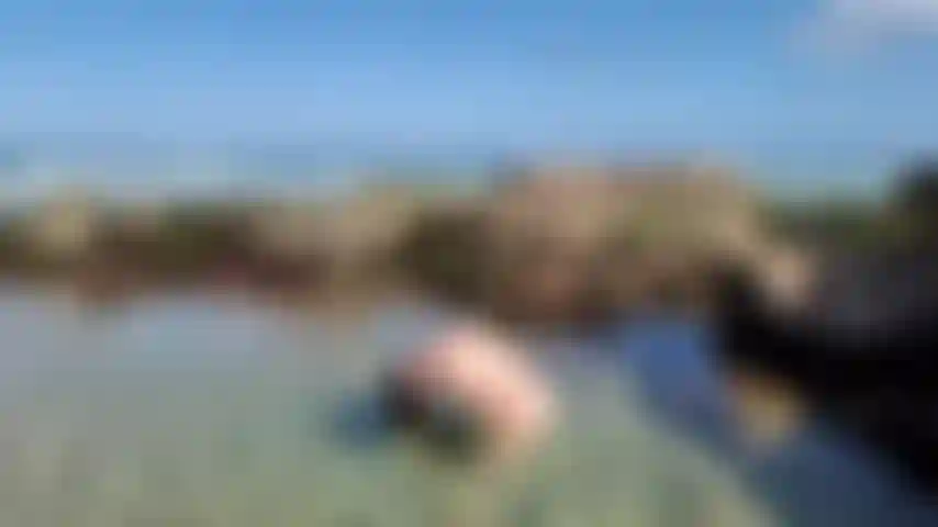 Jazzabelle rox ao ar livre, praia, cabelo nu, flip.