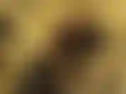 Você é patético demais para namorar, mas vou deixar você ser minha vagabunda. Você vai lamber e adorá-los todos os dias. Sexo? Nunca. Mas vou deixar você masturbar seu pau desde que coma todo o seu esperma.