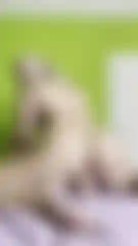 Passeio de dildo 2.