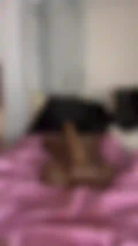 Kylas com óleo de bolha saltando em um pau de 25 centímetros.