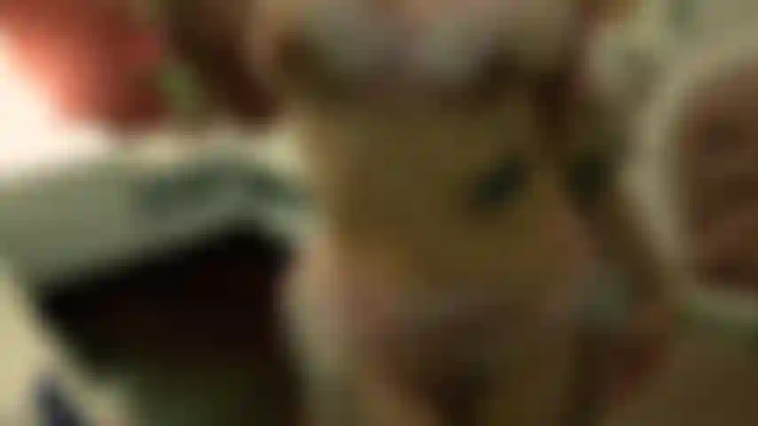 Vídeo explícito. Sangue fresco.