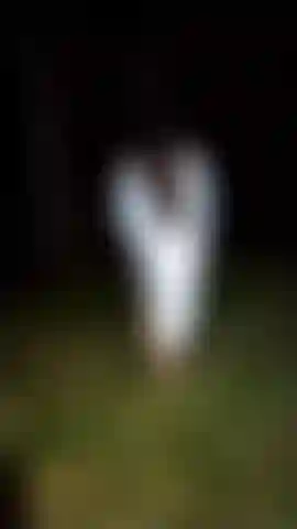 Mostre um seio na floresta.