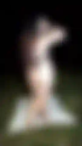 Uma cachorrinha na floresta.