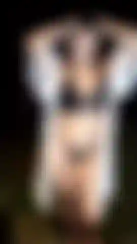 Na floresta eu tiro meus peitos.