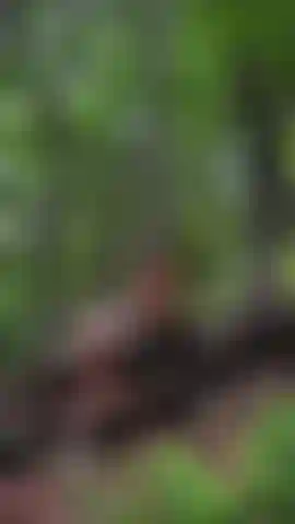 Sozinha na floresta como uma pequena amazona… só eu, as árvores e movimentos lentos e provocantes neste grande tronco 🔥.