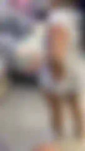 I love watching myself in the mirror while I wag my tail