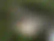 Veja! Do meu vídeo de masturbação de madeira! Bunda simples joga em um cenário lindo.