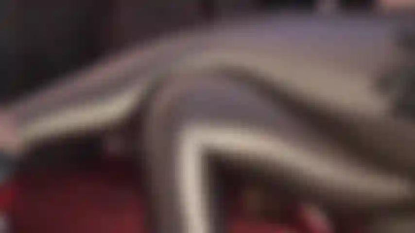 Shiny metallic leggings lover - Long legs and gorgeous thighs wrapped in glossy spandex.