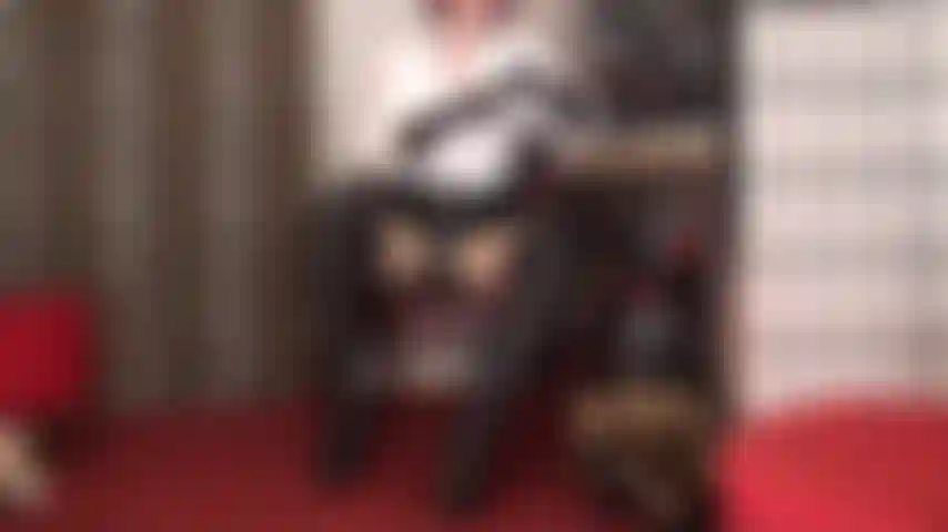 A combinação de botas de couro pretas e strapon é sua maior fraqueza. 20 Cm de strapon são o tamanho ideal para você chupar, mas a primeira dona te faz praticar no salto da bota de 13 cm dela. Se você for um bom garoto, pode foder essas botas depois.