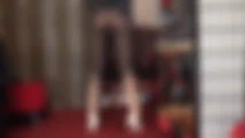 Adoro meias-calças de duas cores ombré pretas e brancas.