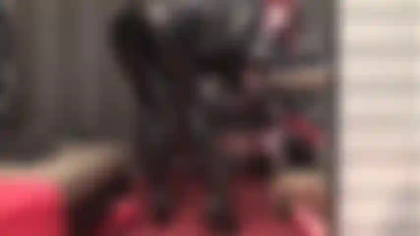 Quanto mais alta a calcinha, maior a vontade de bater uma punheta com mais força do que nunca. Enfio alguns dedos no seu cuzinho, faço cócegas na porra enquanto a dona te deixa louco com a bunda e a punheta gostosa.