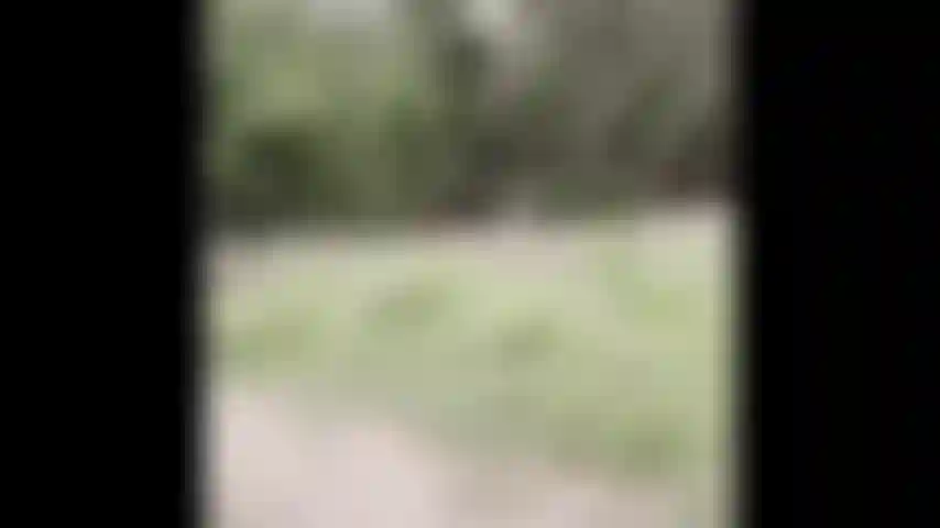 Faço trilhas nuas - veja-me nua na floresta.