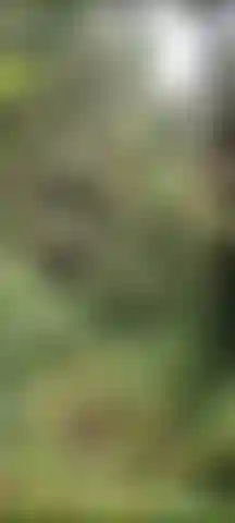 Travessura na floresta!