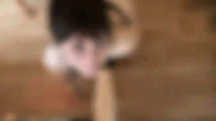 Pov desleixado bj- eu quero seu pau grande na minha garganta. Por favor, deixe-me provar você? Muita conversa suja, engasgando e cuspindo. Te deixo tão molhada, bato com seu pau na minha cara e faço minha maquiagem escorrer. Então eu imploro por sua carga grossa em todo o meu rosto de sacanagem.
