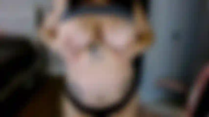 watch me shake my ass and tits and tell you how to cum for me, JOI