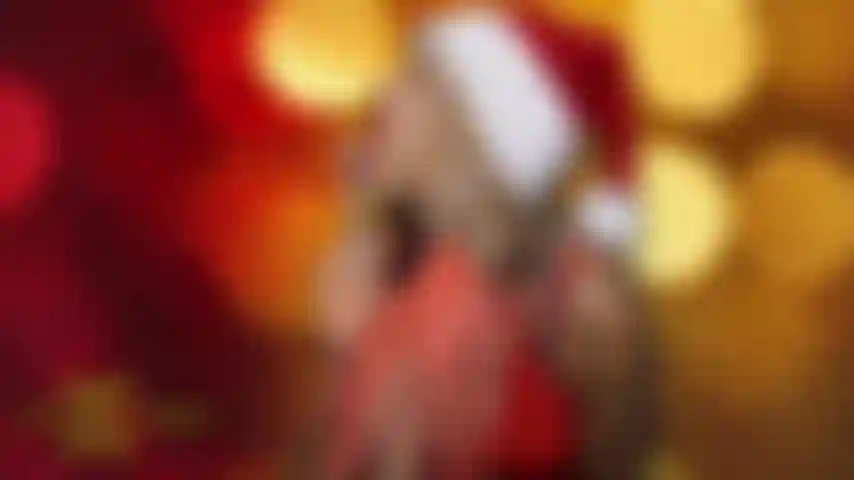 Natal enorme galo negro com cinta !!! Bbc.