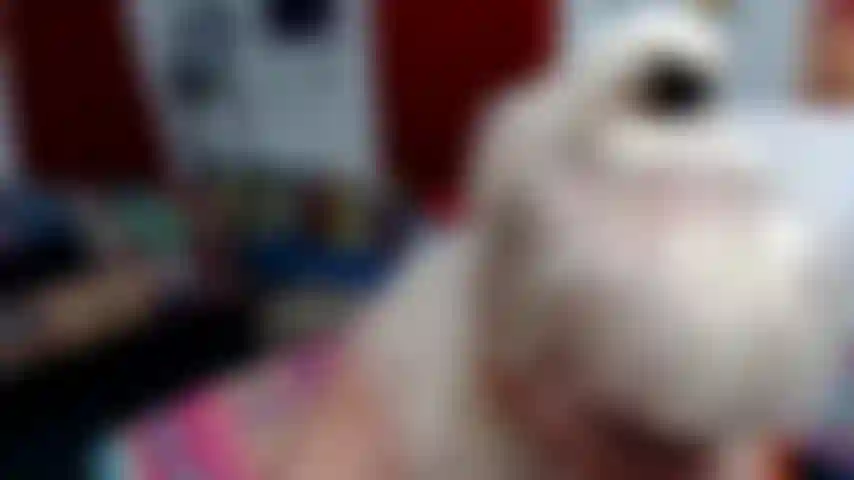 Sou sua puta submissa---mordaça de bola vermelha na minha boca enquanto fodo com os seios no brinquedo branco---no final fico de pé com a bunda voltada para a câmera para você gozar nela.