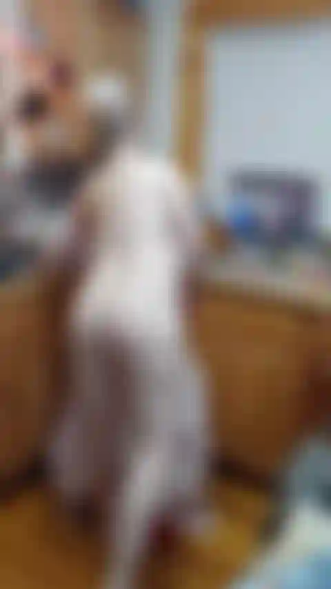 Feliz ano novo esguicho para mestre.