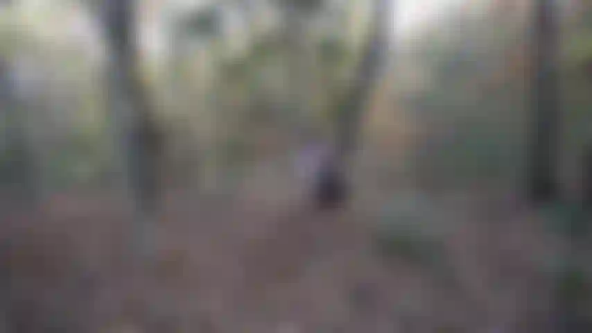 Goze comigo lá fora na floresta;).