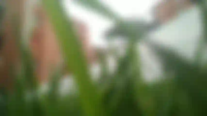 Macrofilia gigantismo pés fetiche amante mara.